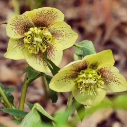 Hellébore d'Orient Yellow Lady - Des fleurs quand tout dort