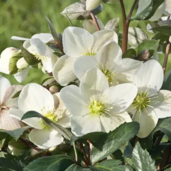 Hellébore Emma - Des fleurs blanches en plein hiver