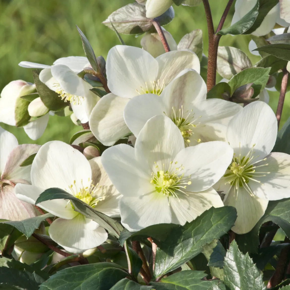 Hellébore Emma - Des fleurs blanches en plein hiver