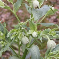 Hellébore fétide - Fleurit en plein hiver