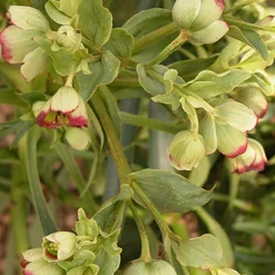 Hellébore fétide - Fleurit en plein hiver