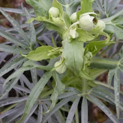 Hellébore fétide - Fleurit en plein hiver