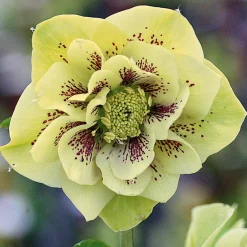 2 Hellébores d'Orient double crème - Fleurit en plein hiver