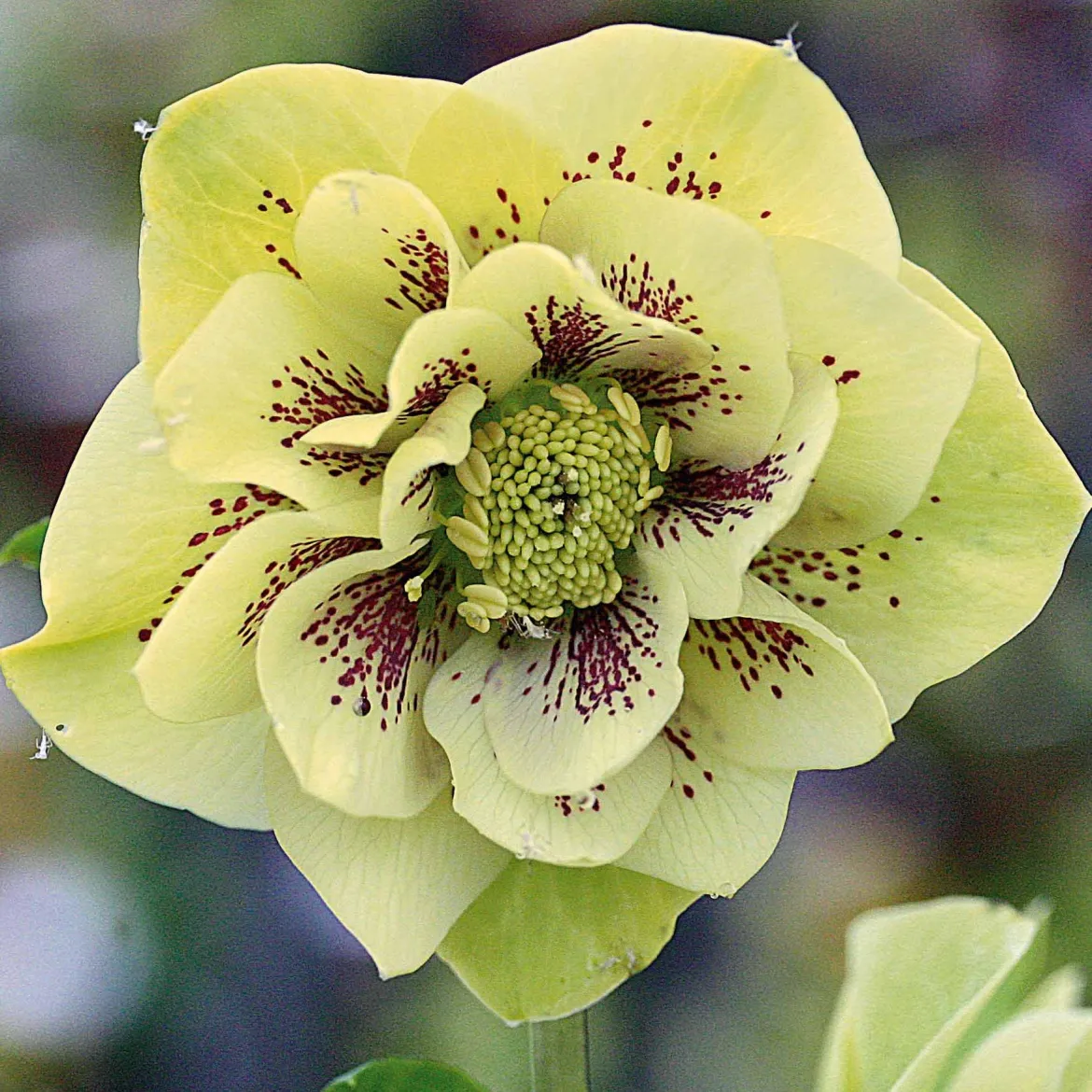 2 Hellébores d'Orient double crème - Fleurit en plein hiver