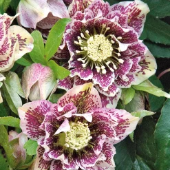 2 Hellébores d'Orient doubles blanches spotted - Fleurit quand tout dort