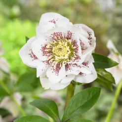2 Hellébores d'Orient doubles blanches spotted - Fleurit quand tout dort