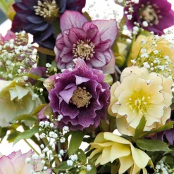 3 Hellébores d'Orient doubles en mélange - Des fleurs en plein hiver