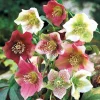 3 Hellébores d'Orient en mélange - Des fleurs en plein hiver