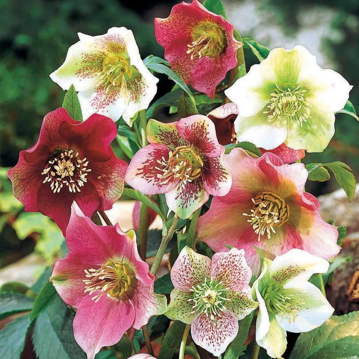 3 Hellébores d'Orient en mélange - Des fleurs en plein hiver