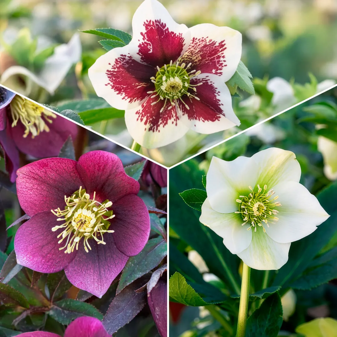 3 Hellébores d'Orient en mélange - Des fleurs en plein hiver