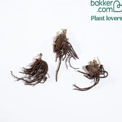 3 Hellébores d'Orient en mélange - Des fleurs en plein hiver