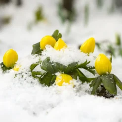10 Helléborines - L'or du jardin en hiver