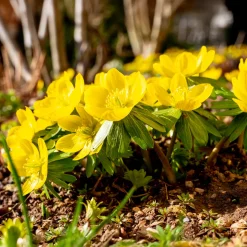 10 Helléborines - L'or du jardin en hiver