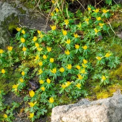 10 Helléborines - L'or du jardin en hiver