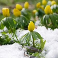 10 Helléborines - L'or du jardin en hiver
