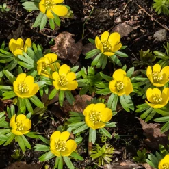 10 Helléborines - L'or du jardin en hiver