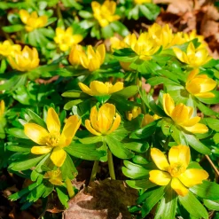 10 Helléborines - L'or du jardin en hiver