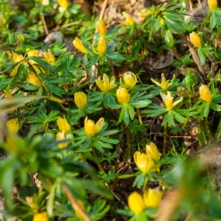 10 Helléborines - L'or du jardin en hiver