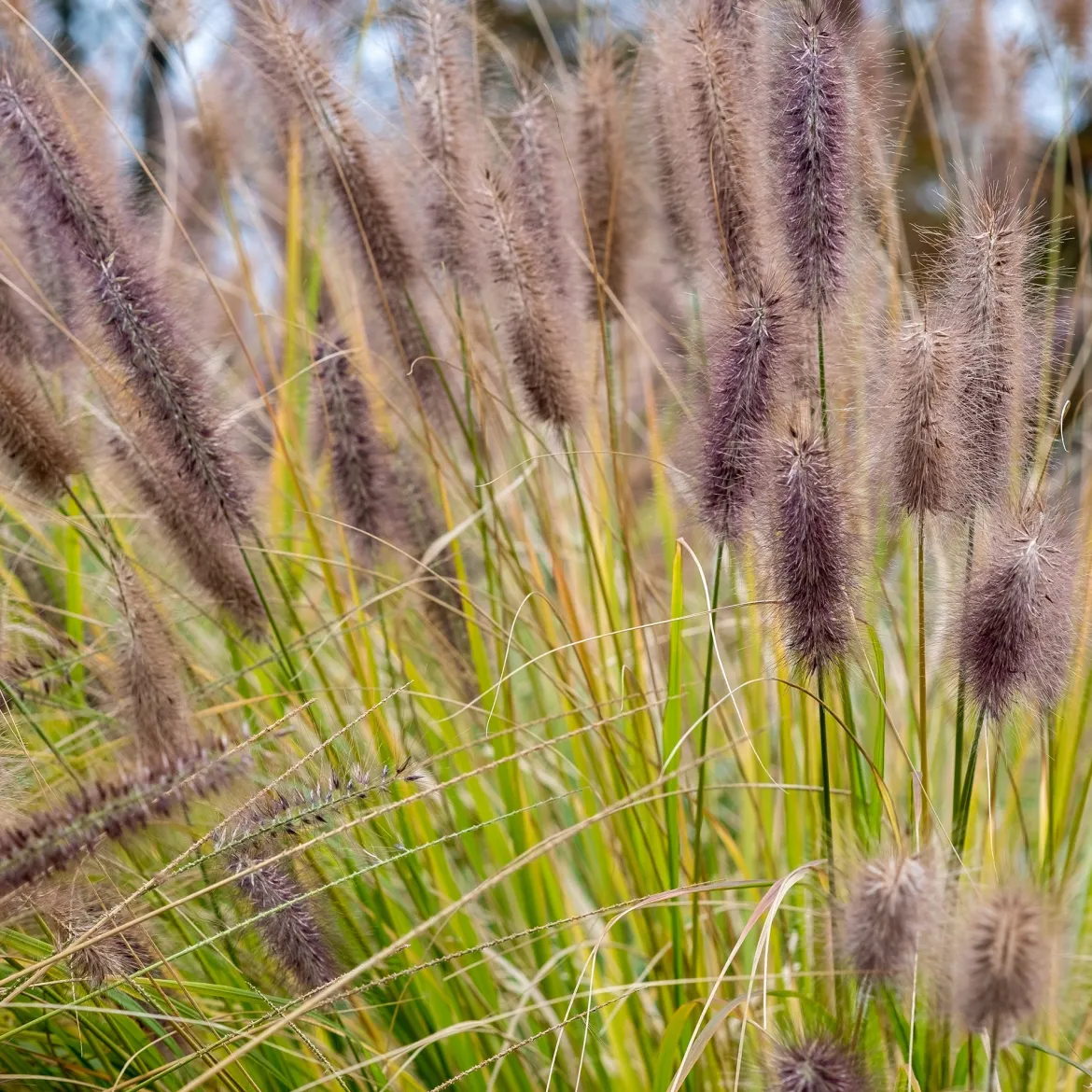 Herbe aux écouvillons Black Beauty - Pennisetum - Des épis noirs au jardin