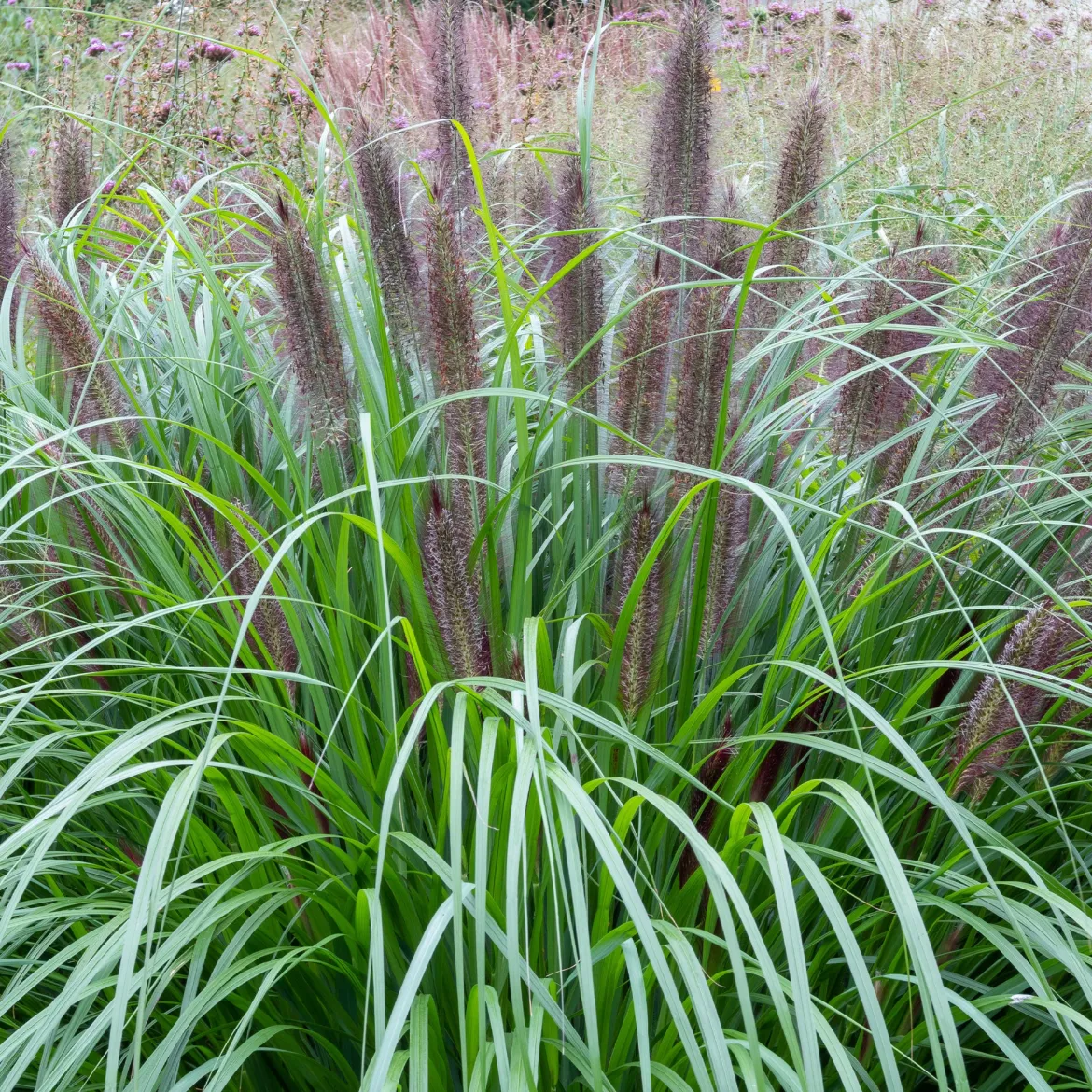 Herbe aux écouvillons Black Beauty - Pennisetum - Des épis noirs au jardin