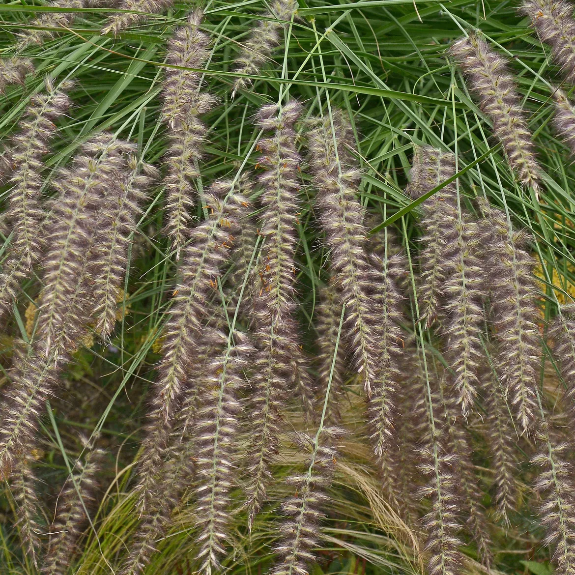 Herbe aux écouvillons d'Orient - Pennisetum - Des plumeaux roses tout l'été