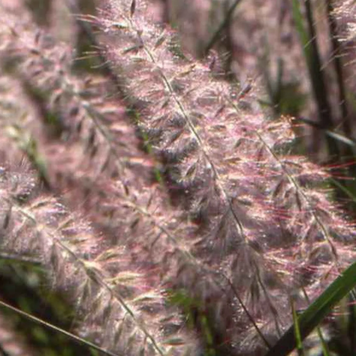 Herbe aux écouvillons d'Orient - Pennisetum - Des plumeaux roses tout l'été