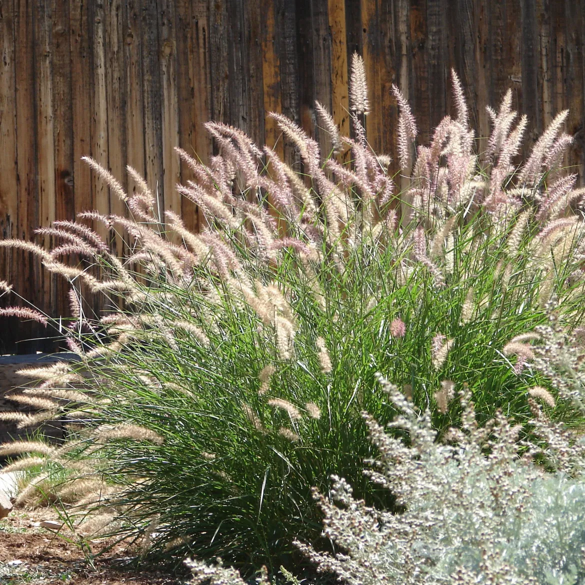 Herbe aux écouvillons d'Orient - Pennisetum - Des plumeaux roses tout l'été