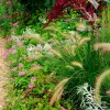 Herbe aux écouvillons Gelbstiel - Pennisetum - Des épis dansants tout l'automne