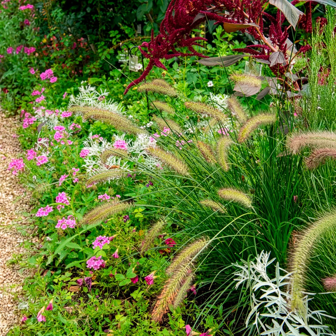 Herbe aux écouvillons Gelbstiel - Pennisetum - Des épis dansants tout l'automne