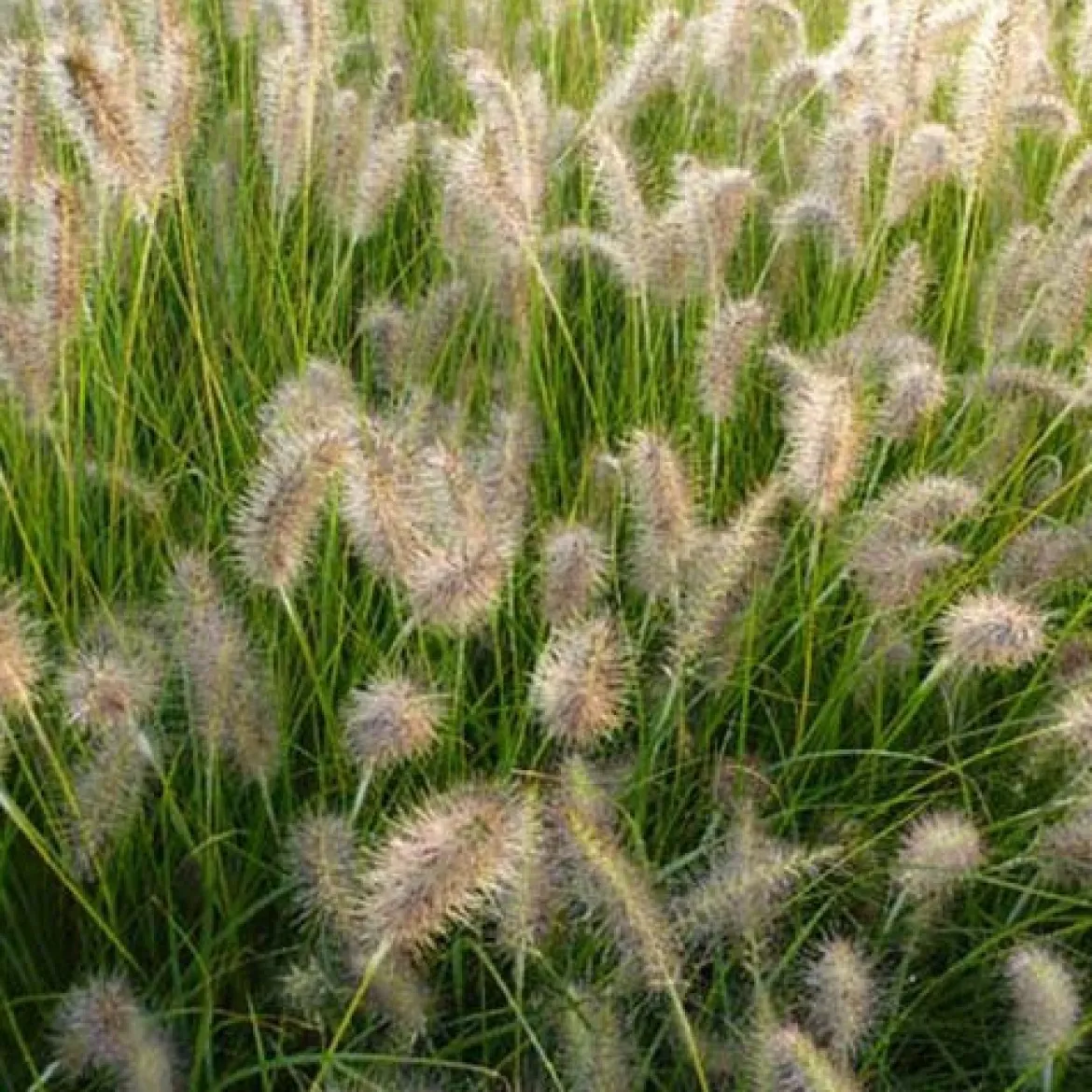 Herbe aux écouvillons GoldStrich - Pennisetum - L'effet plumeau doré au jardin
