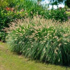 Herbe aux écouvillons 'Hameln' - L'effet nuage tout l'automne