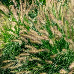 Herbe aux écouvillons 'Hameln' - L'effet nuage tout l'automne