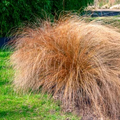 Herbe aux écouvillons Herbstzauber - Pennisetum - L'automne en fête au jardin
