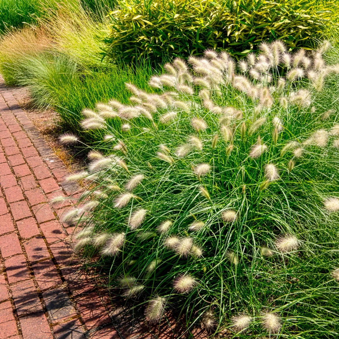 Herbe aux écouvillons hérissée - Pennisetum - Des plumeaux crème tout l'été