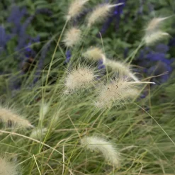 Herbe aux écouvillons hérissée - Pennisetum - Des plumeaux crème tout l'été