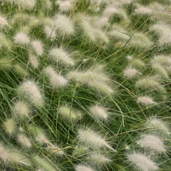 Herbe aux écouvillons hérissée - Pennisetum - Des plumeaux crème tout l'été