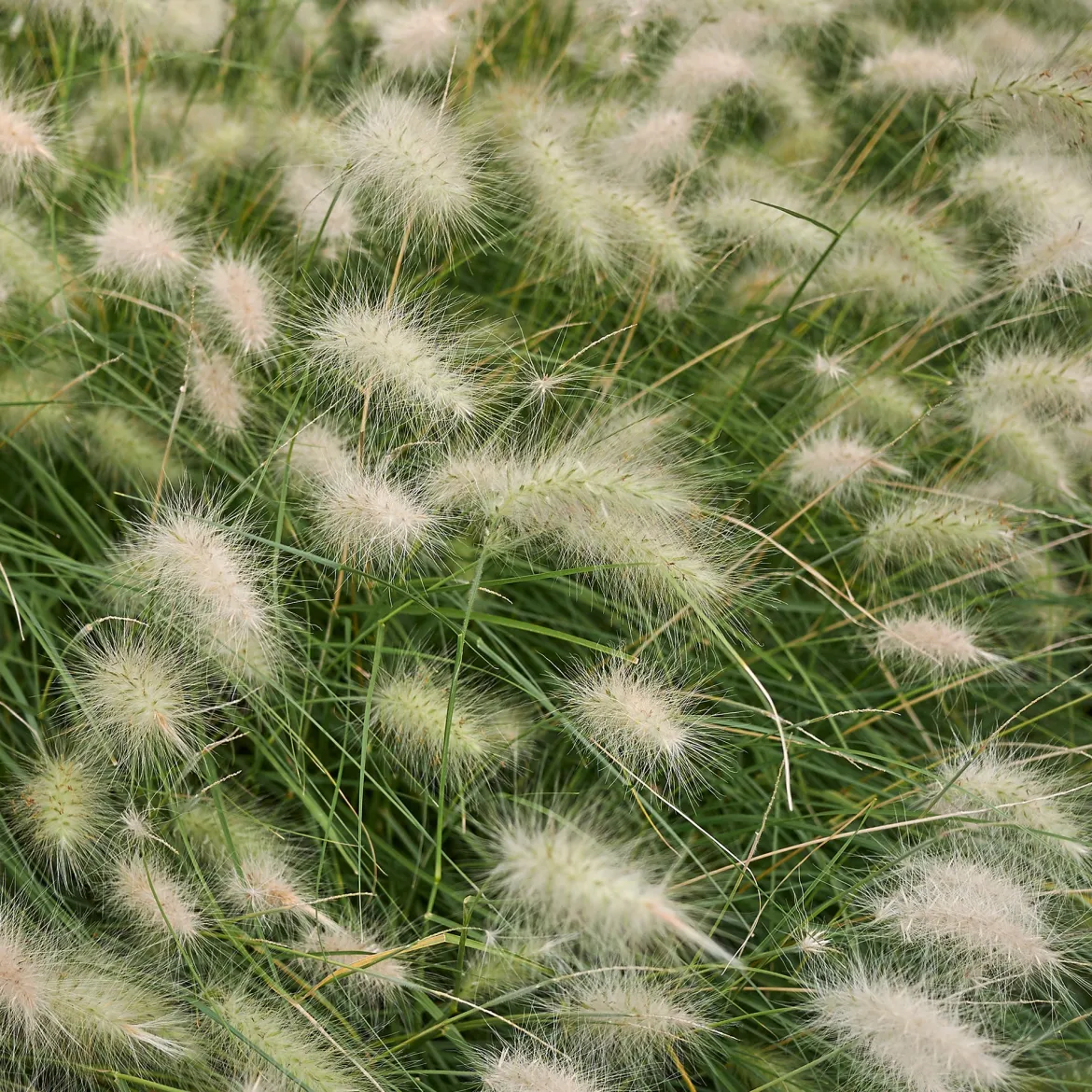 Herbe aux écouvillons hérissée - Pennisetum - Des plumeaux crème tout l'été