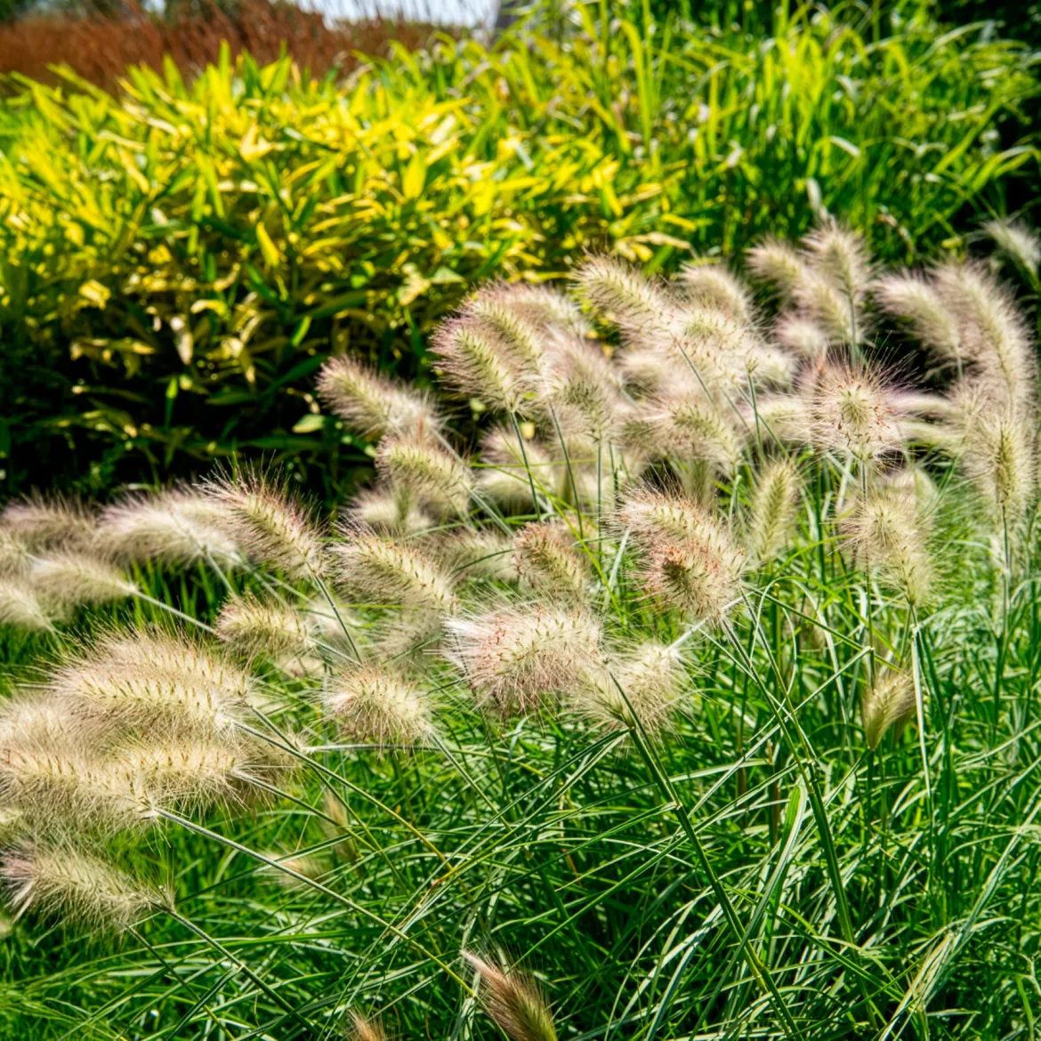 Herbe aux écouvillons hérissée - Pennisetum - Des plumeaux crème tout l'été