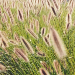 Herbe aux écouvillons Japonicum - Pennisetum - Des épis qui dansent au vent