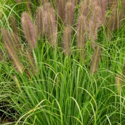 Herbe aux écouvillons Japonicum - Pennisetum - Des épis qui dansent au vent
