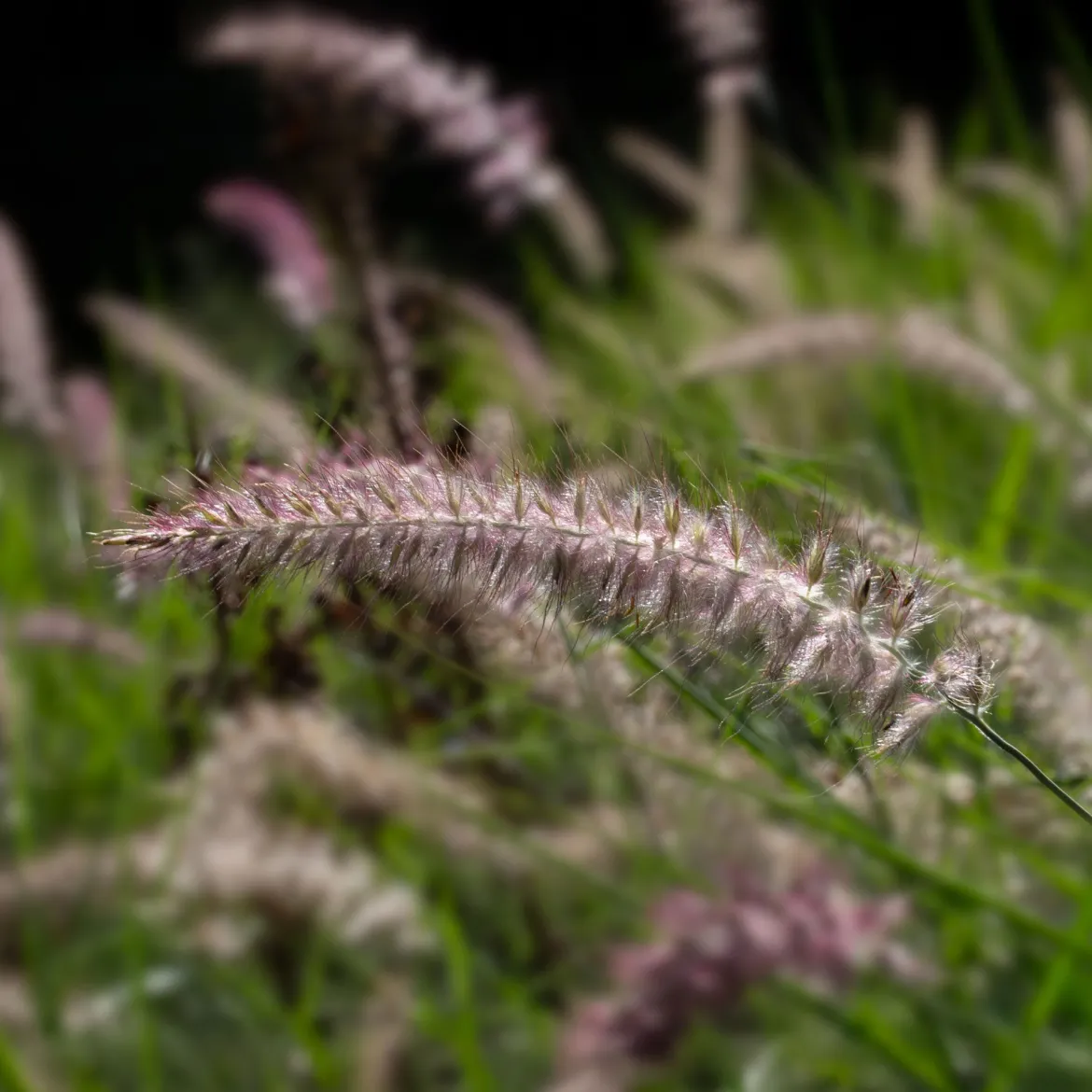 Herbe aux écouvillons Karley Rose ® - Pennisetum - Des épis roses tout l'été