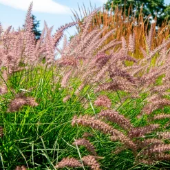 Herbe aux écouvillons Karley Rose ® - Pennisetum - Des épis roses tout l'été