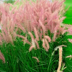 Herbe aux écouvillons Karley Rose ® - Pennisetum - Des épis roses tout l'été