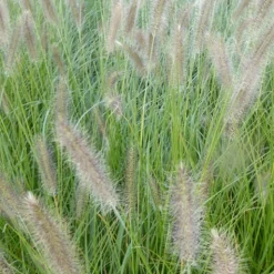 Herbe aux écouvillons Lady U - Pennisetum - Des plumeaux qui dansent au vent