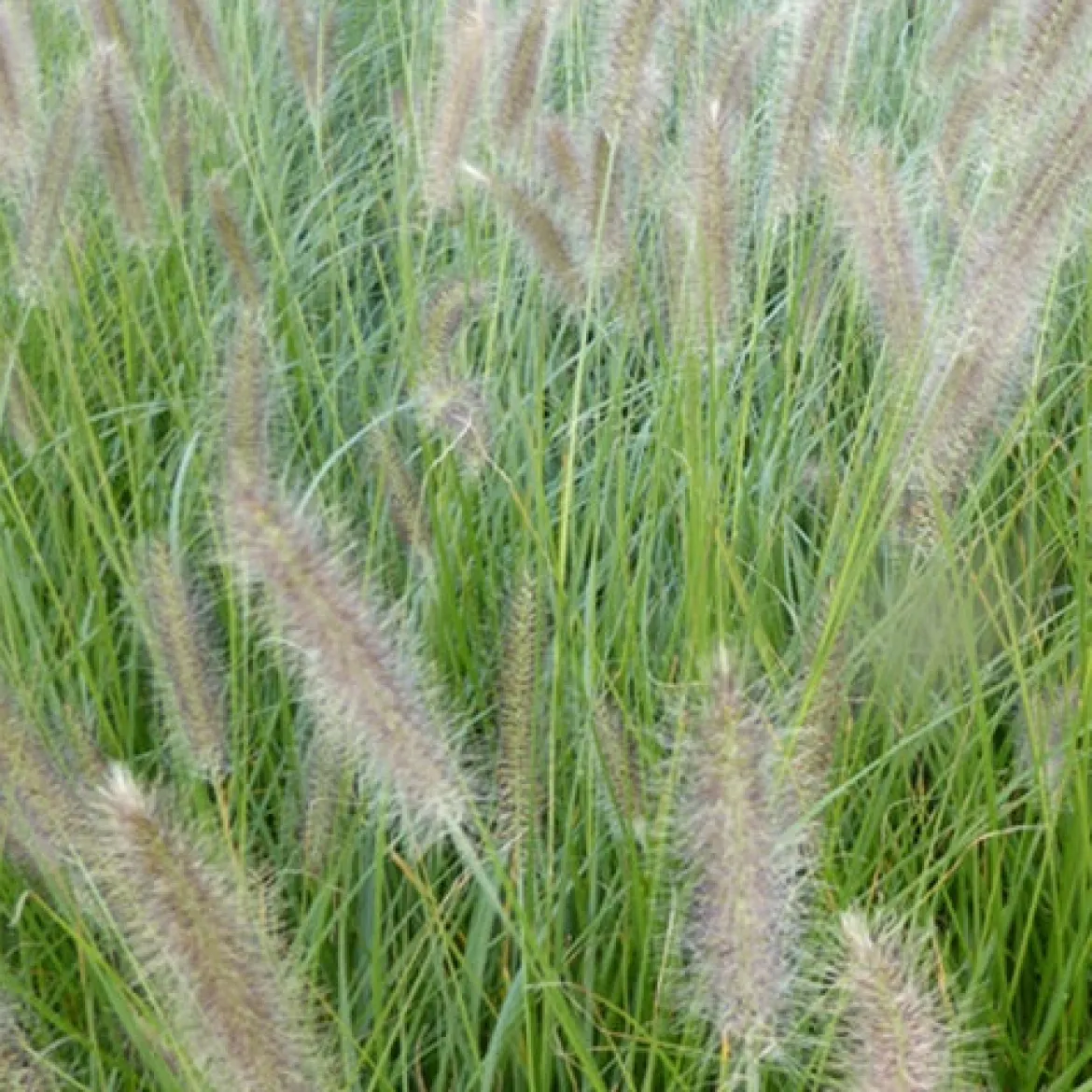 Herbe aux écouvillons Lady U - Pennisetum - Des plumeaux qui dansent au vent