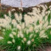 Herbe aux écouvillons Little Bunny - Pennisetum - La graminée qui tient en pot