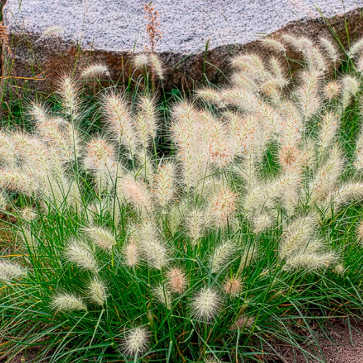Herbe aux écouvillons Little Bunny - Pennisetum - La graminée qui tient en pot