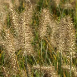 Herbe aux écouvillons Little Bunny - Pennisetum - La graminée qui tient en pot