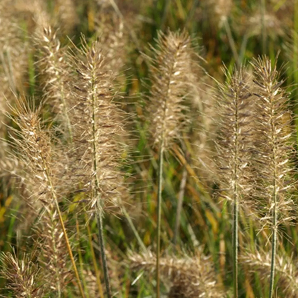 Herbe aux écouvillons Little Bunny - Pennisetum - La graminée qui tient en pot