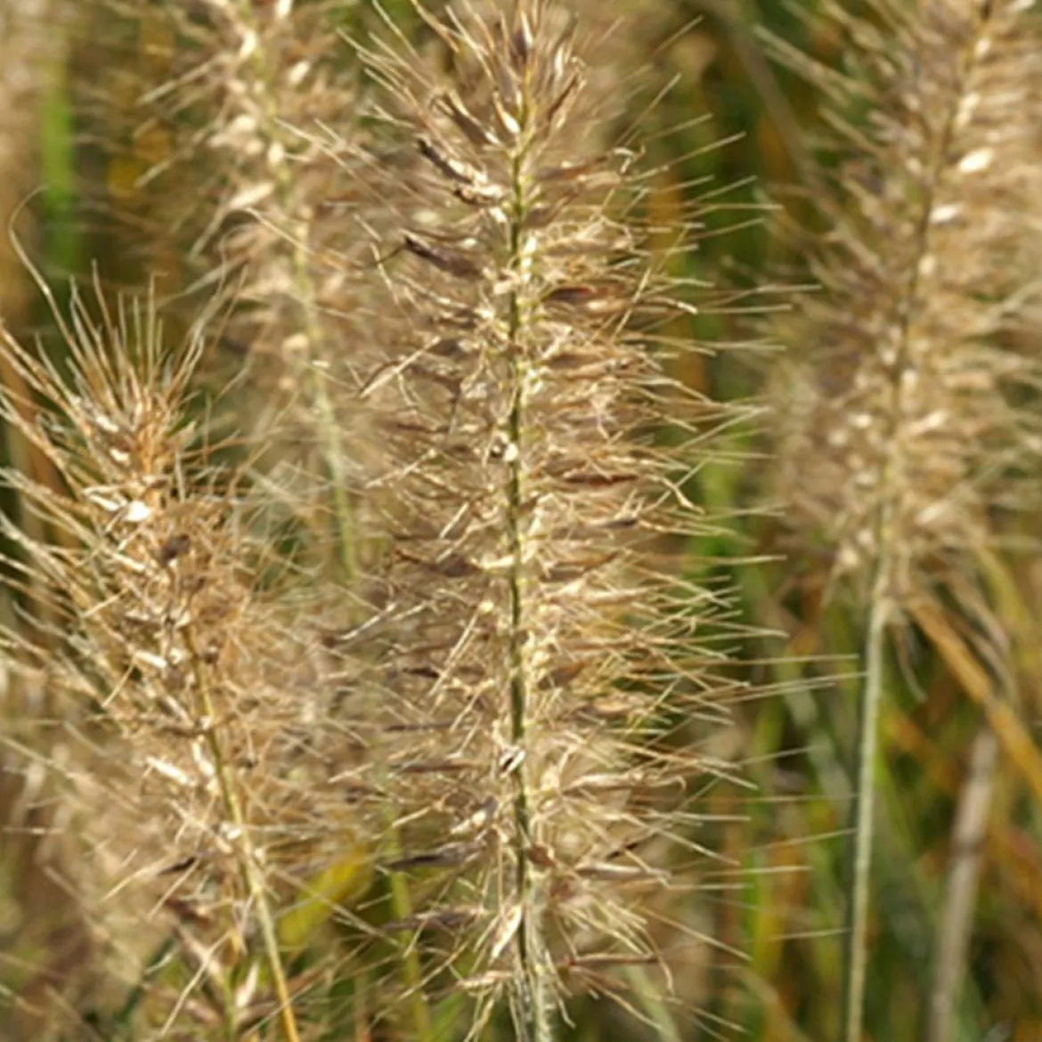 Herbe aux écouvillons Little Bunny - Pennisetum - La graminée qui tient en pot